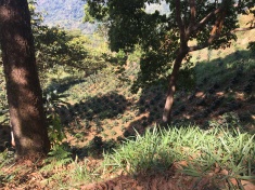 The small plants are coffee plants that are grown in the shade of the native trees